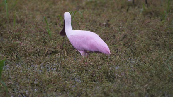 Roseate spoonbill wading through the marsh waters in an Arizonan preserve. alt