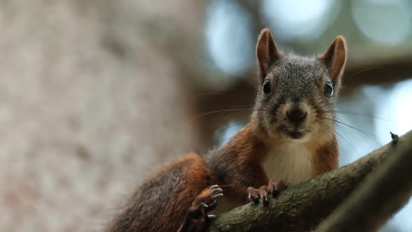 Closeup of the Face of a Gray Squirrel Looking at the Camera Sitting on a Tree Branch alt