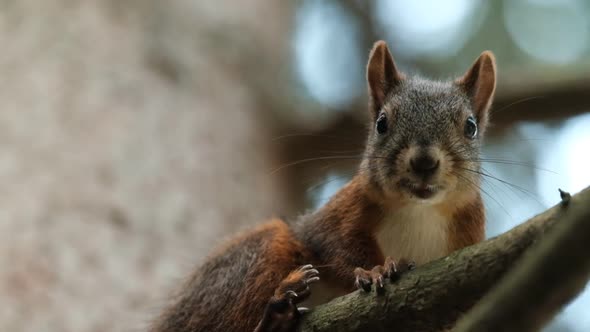 Closeup of the Face of a Gray Squirrel Looking at the Camera Sitting on a Tree Branch