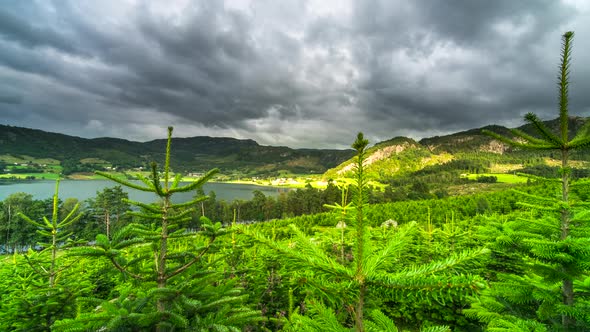 Time lapse on fir tree farm of dramatic clouds gliding over green landscape alt
