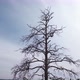 Silhouette of a Dead Tree Against the Sky - VideoHive Item for Sale