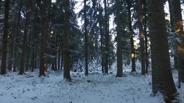 Snow Forest Winter