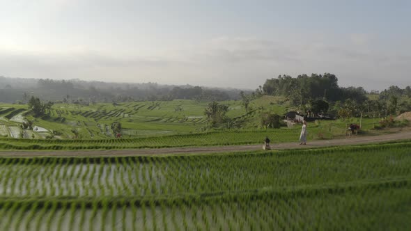 Drone Hovering Above Rice Terraces in Bali and Woman Walking on Pathway alt