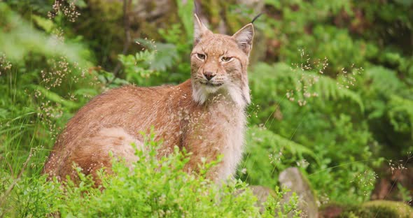 Lynx Sitting in Forest