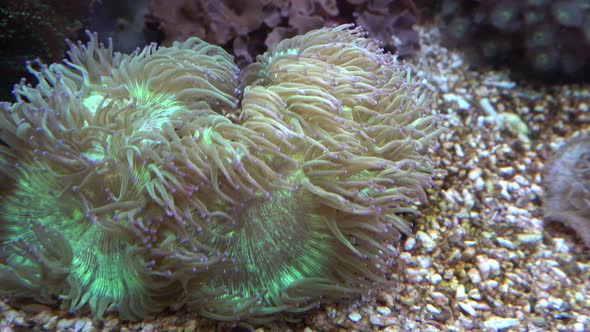 Sea anemones showing the texture and tentacles