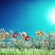Flowers Field - VideoHive Item for Sale