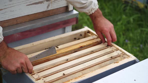 Beekeeper is working with bees and beehives on the apiary. Beekeeper on apiary. alt
