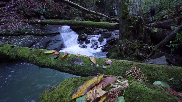 4k footage of forest with slider dolly motion over a fallen tree.