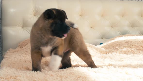 Puppy pissing on bed light cover