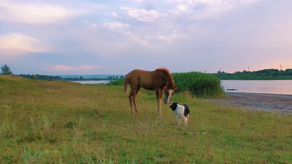 Dog has caught a fish from the pond and is not ready to share the food with a little curious foal