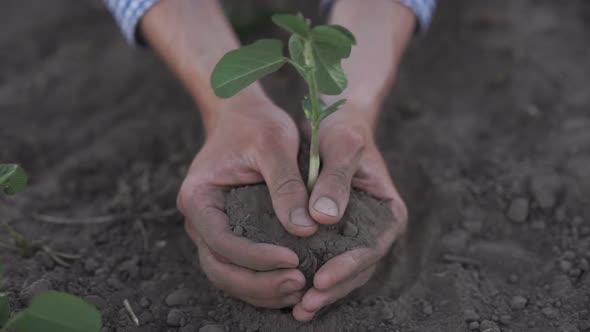 Farmer Hands Holding a Planted