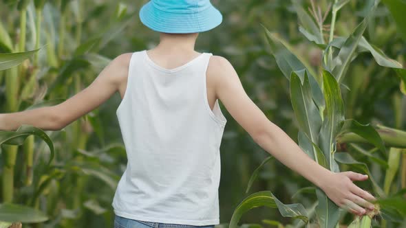 Boy in a Blue Hat Walks Through a Cornfield, Rack Focus, Back View