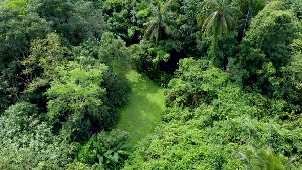 Aerial view of deep green forest or jungle at rainy season. alt