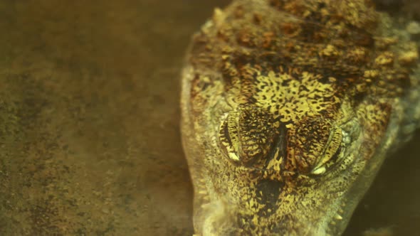 close up of crocodile head above the water surface. A dangerous reptile peeps out of the water. 