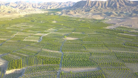 Flying above the farms in the spring. Breathe clean and fresh air.Watch the timeless green. alt