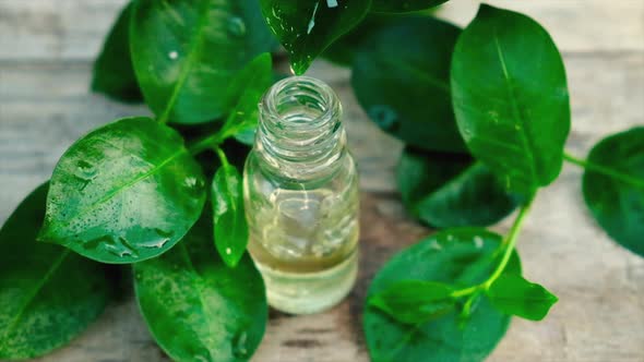 Tea Tree Essential Oil in a Small Bottle