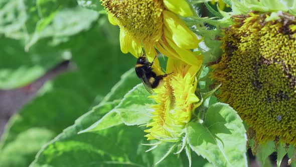 Bumble Bee on Sunflowercollecting Nectar Close Up View alt