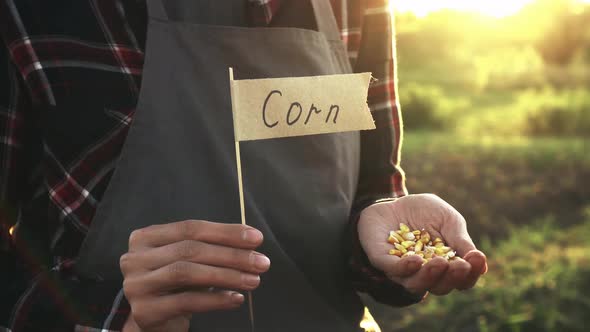 A Farmer Is Holding A Bunch Of Corn In A Plantation Vegetable Garden Field. Flag Marker alt