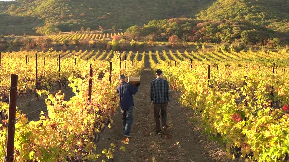 Grape growers aduld father and teen son. A small family farm growing grapes. Harvest Season alt