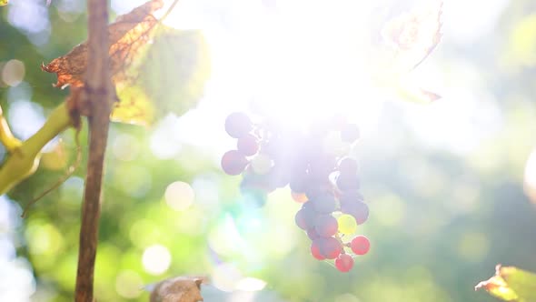 Bunch of Blue Grapes with Sunlight at Sunset Hanging on Vineyard in Autumn Day in Countryside at