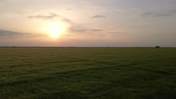 Barley Field And Sunset