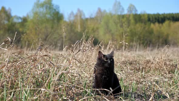 Black Cat Sits in the Grass in Early Spring alt