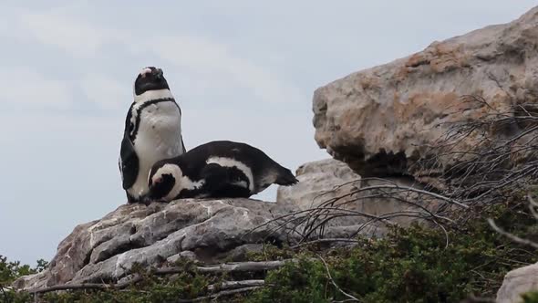 Penguin couple snuggling on a rock in Betty's Bay South Africa alt