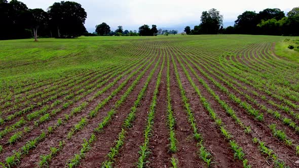 Corn Crop Growth alt
