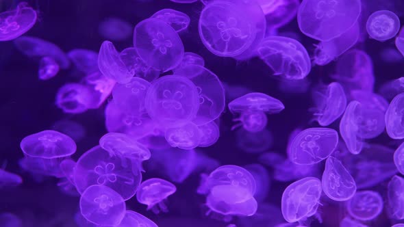 A lot of exotic jellyfish floating underwater. Moon Jellyfish (Aurelia Aurita).