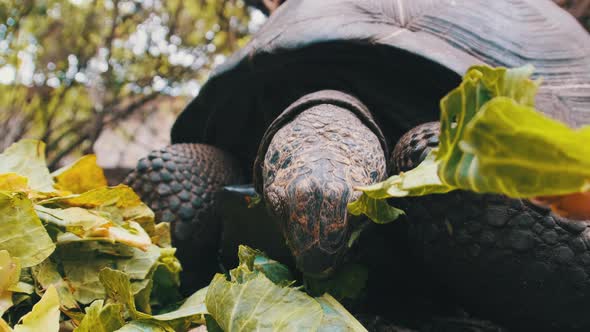 Feeding Huge Aldabra Giant Tortoise Green Leaves in Reserve Zanzibar Africa alt