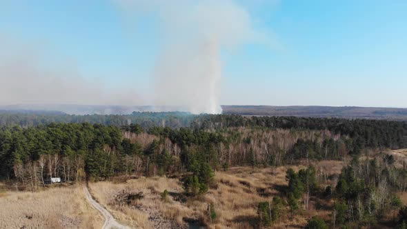 Aerial Large-scale Forest Fire. A Large Area of Forest Is Burning. Fire in the Pine Forest View From alt