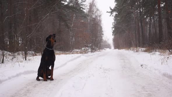 Doberman Dog Howls Like a Wolf Sitting on Road in Forest in Winter Snowfall alt