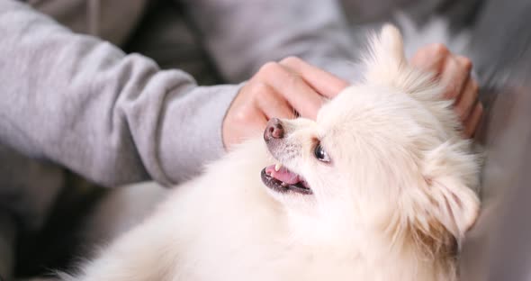 Woman Massaging White Dog alt