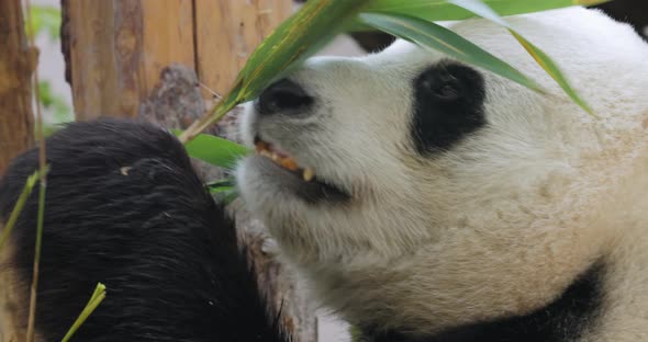 Giant Panda Ailuropoda Melanoleuca Also Known As the Panda Bear alt