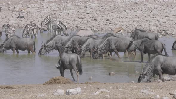 Wildebeest Zebra Oryx in Waterhole