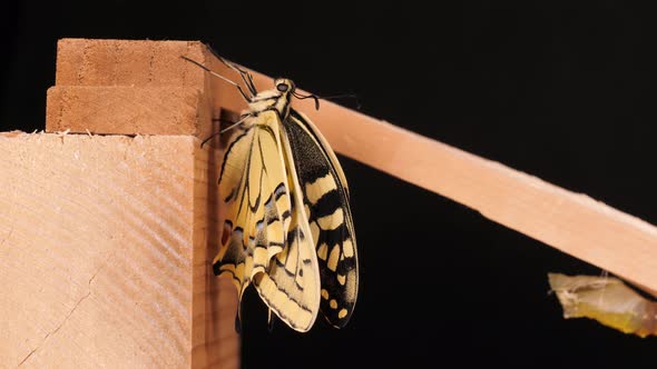 Papilio machaon, the Old World swallowtail butterfly just came out of the cocoon alt