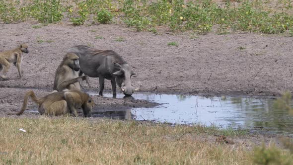 A Troop of chacma baboons and a warthog drinking from a waterhole alt