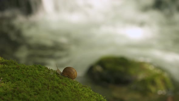 A Huge Grape Snail in the Forest Creeps on Moss