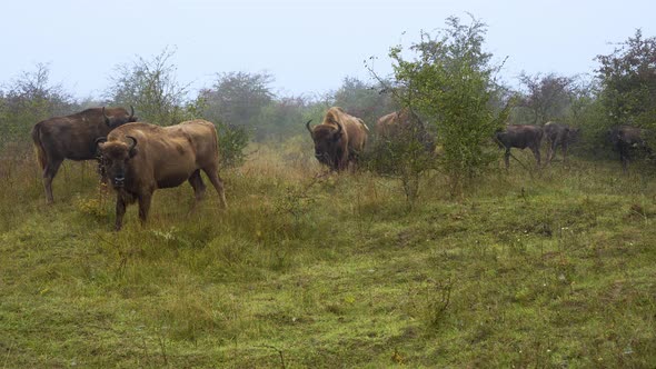 European bison bonasus herd around the alpha male bull,foggy,Czechia. alt