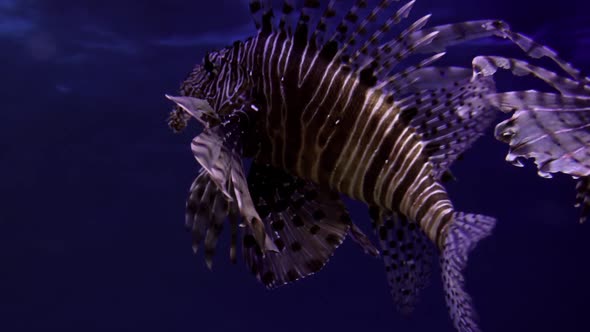 Zebra Lionfish or Zebra Fish or Striped Lionfish
