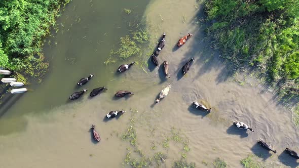 Cows Swim By the River, Russia