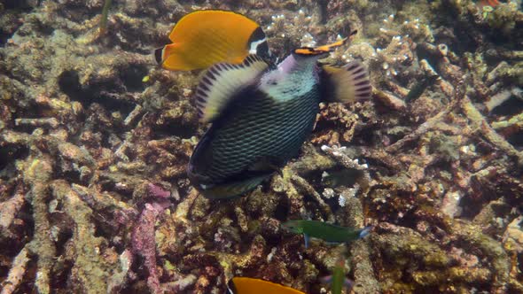 Underwater Video of Titan Triggerfish or Balistoides Viridescens in Gulf of Thailand alt