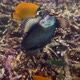 Underwater Video of Titan Triggerfish or Balistoides Viridescens in Gulf of Thailand - VideoHive Item for Sale