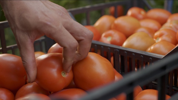 Trabajador / agricultor recoge tomates y los coloca en cajas