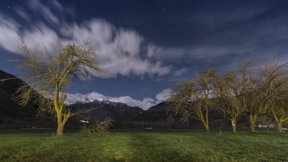 Old Trees At Night Timelapse