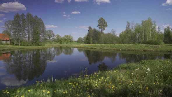 Dandelions on the green grass by the pond in spring in Latvia