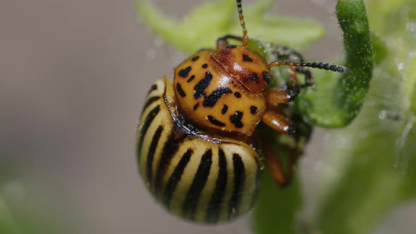 Leptinotarsa Decemlineata Eating Tomato Leaves alt