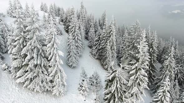 Aerial Top Down Flyover Shot of Winter Spruce and Pine Forest. Trees Covered with Snow