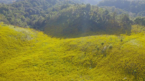 Aerial view of tree Marigold or yellow flowers in national garden park and mountain hills alt