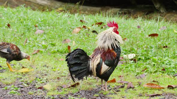 Big Wild Rooster with Red Comb Shaking Off Rain Drops From His Colorful Feathers alt